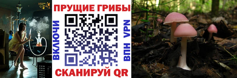 Псилоцибиновые грибы MAGIC MUSHROOMS  hydra вход  Комсомольск-на-Амуре 